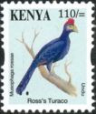 Ross's Turaco (Musophaga rossae)